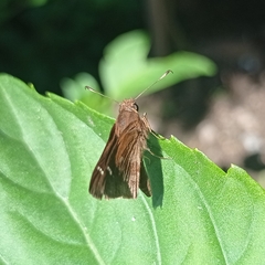 Cymaenes odilia