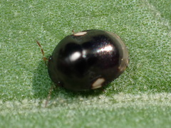 Cydnoides renormatus