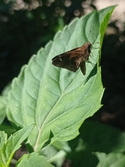 Cymaenes odilia