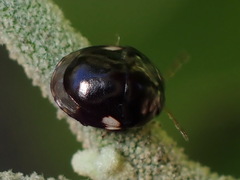 Cydnoides renormatus