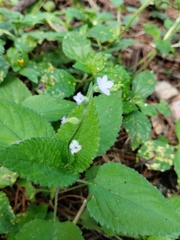 Stachytarpheta cayennensis