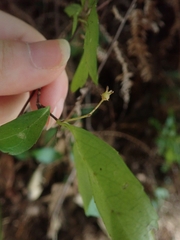 Hydrangea luteovenosa