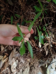 Hydrangea luteovenosa