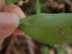 Hydrangea luteovenosa