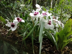 Miltoniopsis