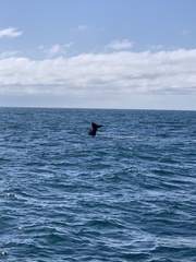 Physeter macrocephalus