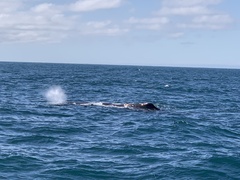 Physeter macrocephalus
