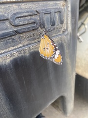 Danaus petilia
