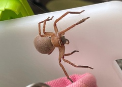 Neosparassus diana