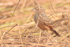 Mirafra assamica