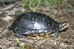 Clemmys guttata