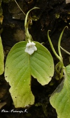 Microchirita sahyadriensis