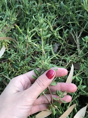 Frankenia salina