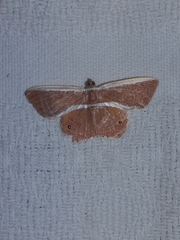 Opisthoxia