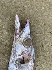 Lepidopus caudatus