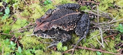 Incilius bocourti