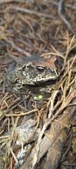 Incilius bocourti