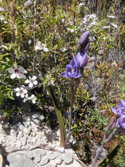 Thelymitra pulchella