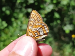 Euphydryas
