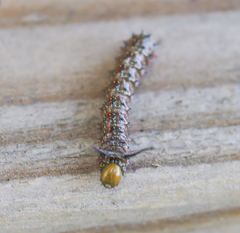 Anisota virginiensis