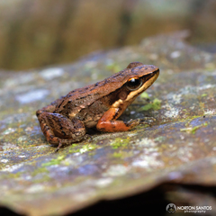 Crossodactylus caramaschii