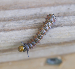 Anisota virginiensis