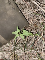 Sphaeralcea hastulata