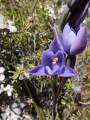 Thelymitra pulchella