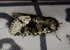 Lacinipolia explicata