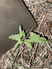 Sphaeralcea hastulata
