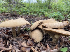 Agrocybe praecox