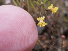 Goodenia micrantha