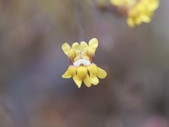 Goodenia micrantha