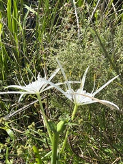 Hymenocallis