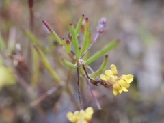 Goodenia micrantha