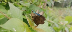 Telegonus