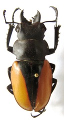 Odontolabis cuvera cuvera