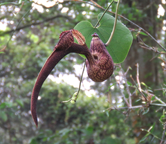Aristolochia ringens