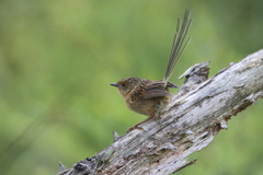 Stipiturus malachurus