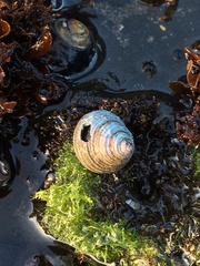 Calliostoma ligatum