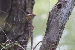 Stipiturus malachurus