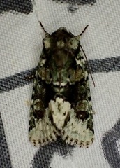 Lacinipolia explicata