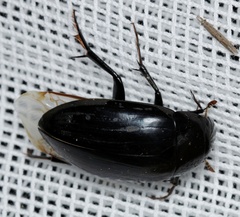 Hydrophilus latipalpus