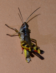 Boopedon flaviventris