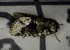 Lacinipolia explicata