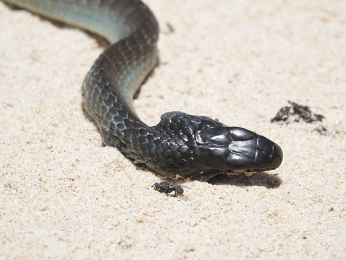 Common Tree Snake sighting