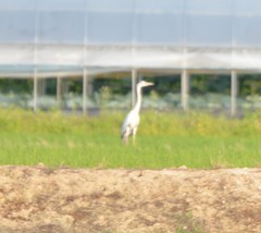 Ardea cinerea