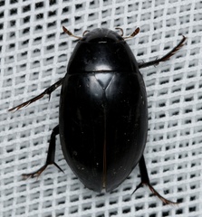 Hydrophilus latipalpus