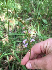 Stylidium armeria