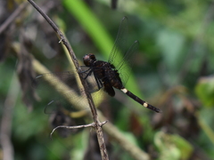 Erythemis attala